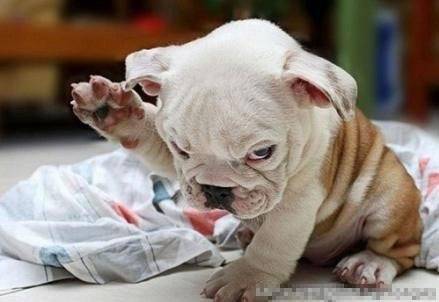 可爱的二货狗搞笑图片