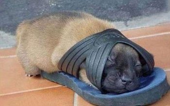 贪睡的小狗超萌搞笑图片