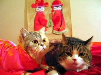 爆笑猫咪图之洞房花烛夜