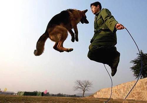 和狗狗一起跳绳qq搞笑图片