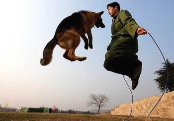 和狗狗一起跳绳qq搞笑图片