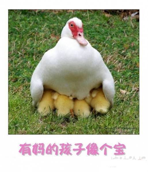 呆萌搞笑图片之有妈的孩子