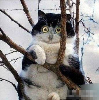 搞怪动物图片之山寨猫头鹰