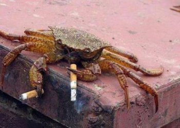 有故事的螃蟹超级爆笑图片