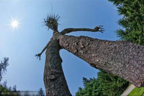 囧图搞笑图片之树精