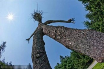 囧图搞笑图片之树精