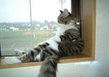 最可爱搞笑的猫咪图片