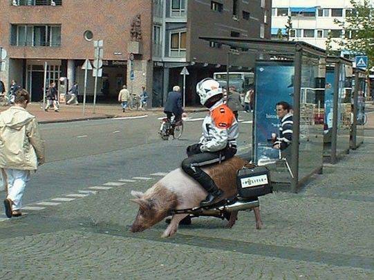 荒野大镖客搞笑坐骑图片