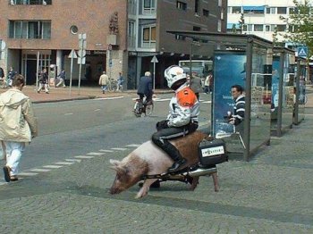 荒野大镖客搞笑坐骑图片