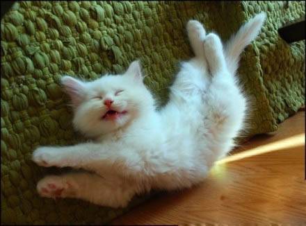 自high的动物猫咪图片