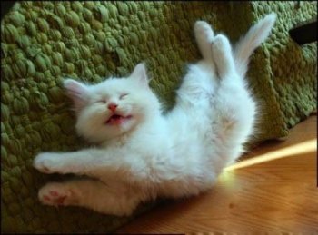 自high的动物猫咪图片