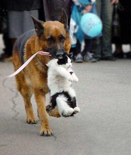 搞笑动物图片之缉拿归案