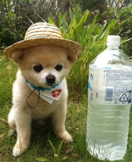 超搞笑呆萌动物图片