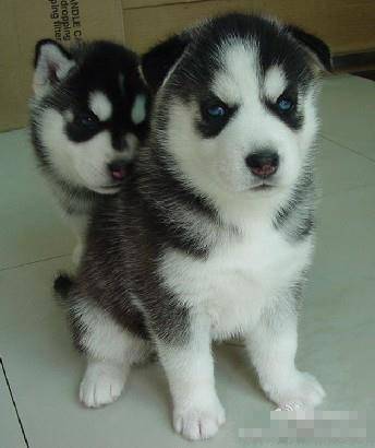 可爱逗比二货哈士奇图片