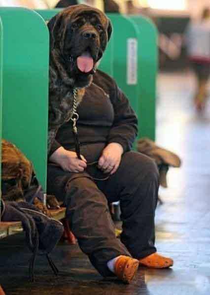 爆笑囧图之搞怪狗狗