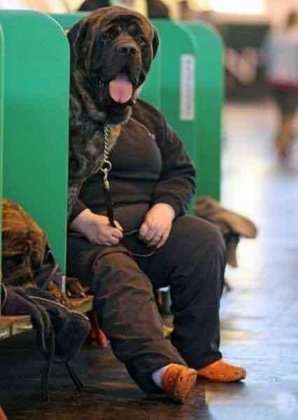 爆笑囧图之搞怪狗狗