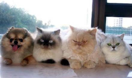 囧图搞笑图片之有奸细