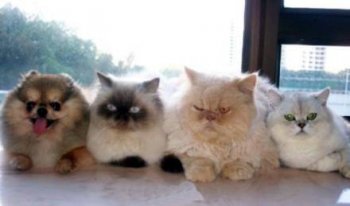 囧图搞笑图片之有奸细