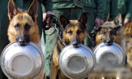 爆笑囧图之警犬打饭