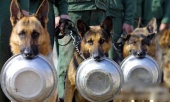 爆笑囧图之警犬打饭