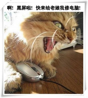 qq爆笑猫咪图片