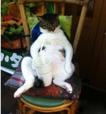 猫咪搞笑内涵图片之霸气侧漏