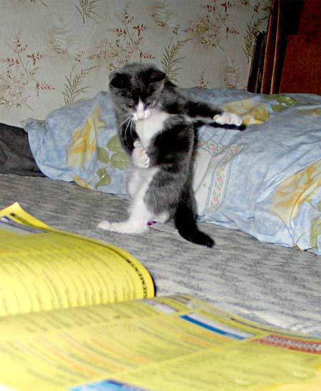 猫咪跳舞搞笑内涵图片