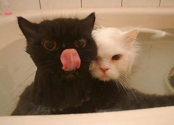 可爱的二货猫咪搞笑的图片