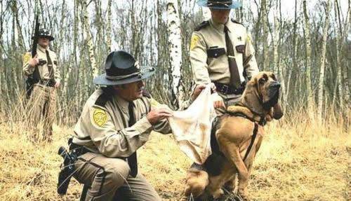 恶搞狗的图片之尿裤子