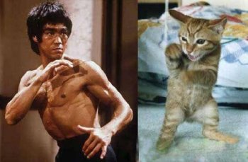 最新恶搞图片之李小龙转世的猫