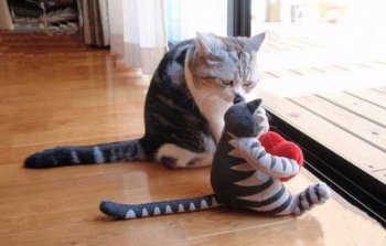 寻找亮点图片之可爱的猫