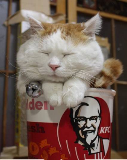 小猫睡觉姿势搞笑动物图片