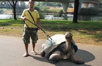 乌龟搞笑雷人图片之看哥的神兽