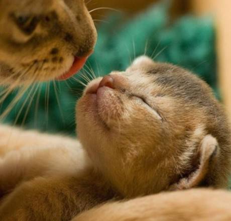 别说话吻我搞笑动物图片