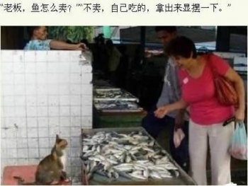 爆笑猫咪图之拿出来显摆一下