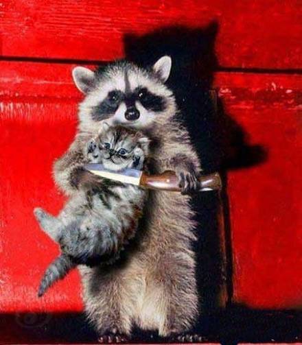 爆笑动物图片之抢劫了