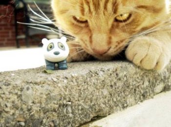 搞笑动物猫咪图片之临危不惧