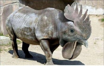 小动物雷人搞笑囧图之开放二胎后