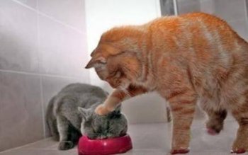 动物搞笑图片之可怜天下父母心