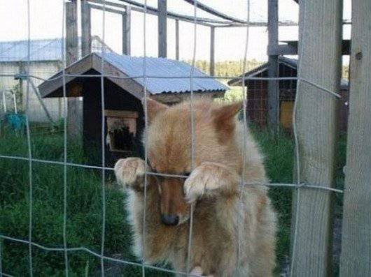 二货狗搞笑图片之我是冤枉的