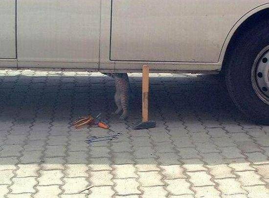 猫咪PS图之专业修理