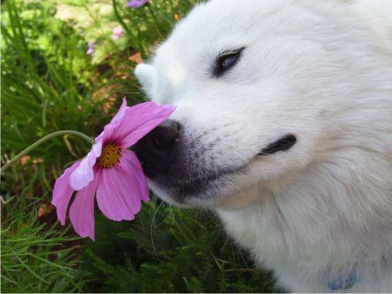 路边的野花不能采狗狗难过搞笑图片