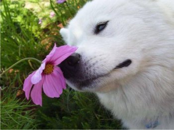 路边的野花不能采狗狗难过搞笑图片