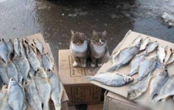 猫咪想吃鱼搞笑的亮点图片