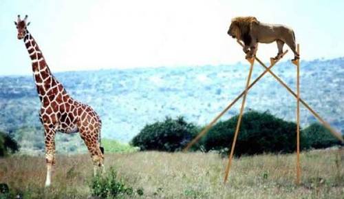 最新动物搞笑ps图片