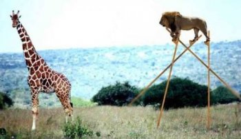 最新动物搞笑ps图片