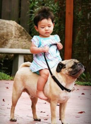 最新恶搞儿童和动物玩耍图片