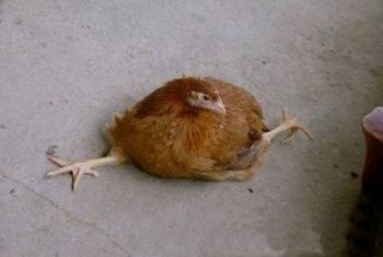 爆笑动物图片之鸡都能劈叉了