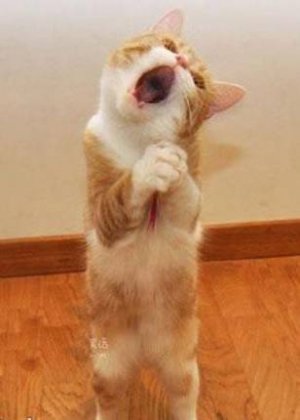 爆笑猫咪图片之唱《忐忑》