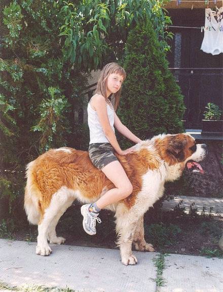 超搞笑动物图片之坐骑